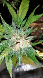 Amnesia Haze X CJ seeds.jpg