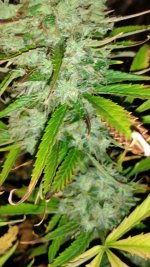 Click image for larger version  Name:	GG#4 x CJ seed ripening.jpg Views:	0 Size:	926.8 KB ID:	430882