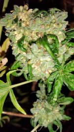 Cinderella Jack S1 seeds amongst pollen sacks.jpg
