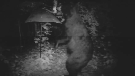 photo113738.png