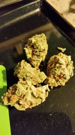Banana Kush 2.jpg