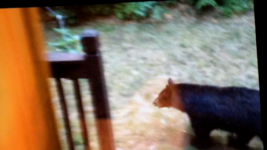 photo113763.png
