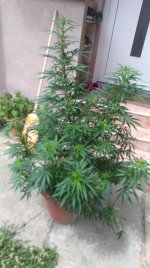 IMG_20200725_135817.jpg