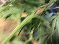A03171E0-431E-4F26-8883-58B8B7B291F7.jpeg