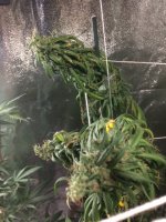 Pot sic 1.jpeg