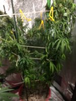 Pot sic 5.jpeg
