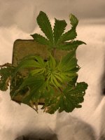 Plant6.jpg