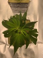 Plant2.jpg
