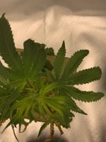 Plant7.jpg