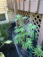 8-1-20 P1.jpg
