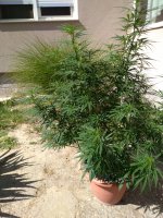 IMG_20200802_153028.jpg