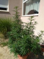 IMG_20200802_153041.jpg