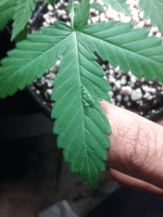 20200801_135036-ANIMATION.gif 20200801_135036-ANIMATION.gif