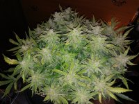 20170303_065955.jpg