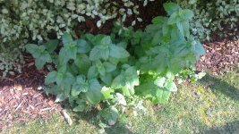 photo12217.jpg