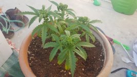 20170305_171732.jpg