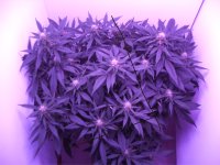 1st Grow Showing Plants.jpg