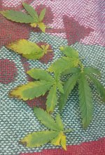 20170306_000524.jpg
