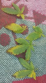 20170306_000557.jpg