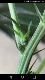 photo12757.png