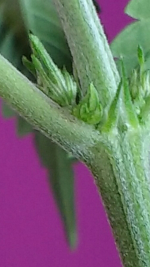 photo12758.png