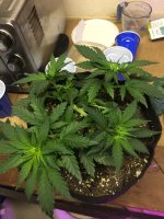 photo12794.jpg