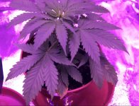 Screen Shot 2017-03-12 at 18.45.47.jpg