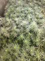 IMG_20200803_220253570.jpg