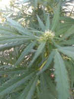 IMG_20200814_073634.jpg