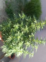IMG_20200809_084655.jpg