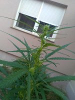 IMG_20200814_073620.jpg