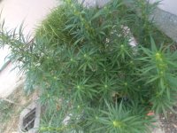 IMG_20200814_073607.jpg