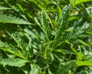 photo115370.jpg