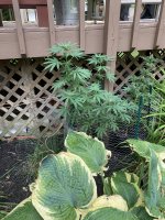 8-16-20 Amnesia and Northern Lights.jpg