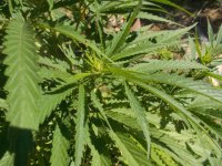photo115887.jpg