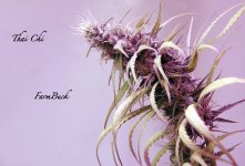 photo116046.jpg