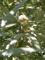 IMG_20200821_165532.jpg