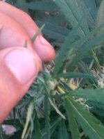 IMG_20200822_185711.jpg