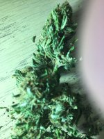 IMG_1381.jpg