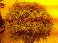 IMG_20200824_092704~2.jpg