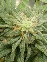 IMG_20200823_232335298.jpg