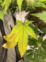 IMG_3106.jpg