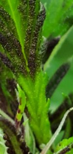 photo116665.jpg