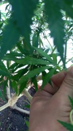 IMG_20200830_092537.jpg