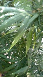 IMG_20200830_092530.jpg