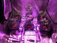 photo117015.jpg