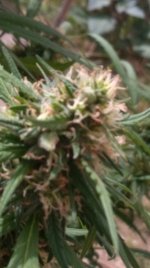 IMG_20200831_143801.jpg