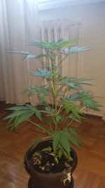 Click image for larger version Name: image_117155.jpg Views: 0 Size: 2.09 MB ID: 442885 Click image for larger version Name: image_117155.jpg Views: 0 Size: 2.09 MB ID: 442885
