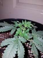 critical crack pic b.jpg