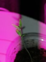 IMG_20200902_103039.jpg